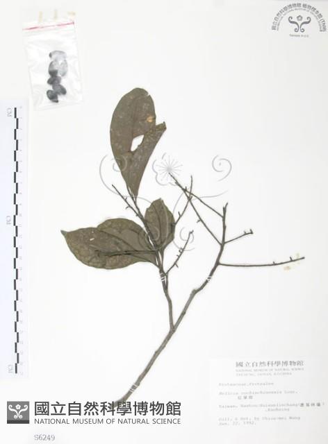 紅葉樹藏品圖，第1張