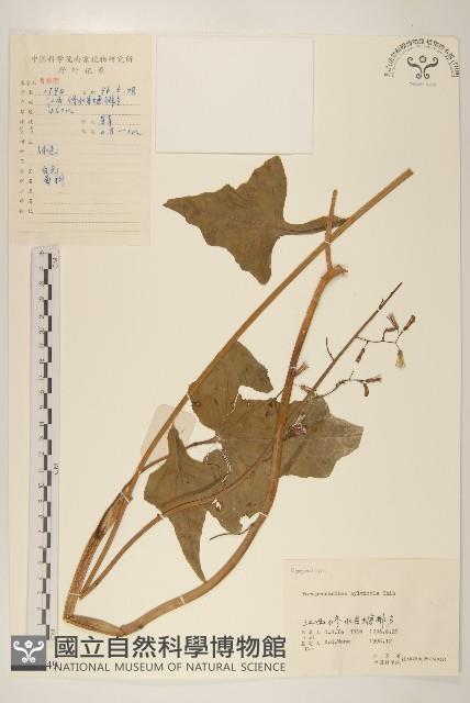 林生假福王草藏品圖，第1張