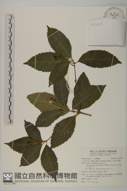 草珊瑚、紅果金粟蘭藏品圖，第1張