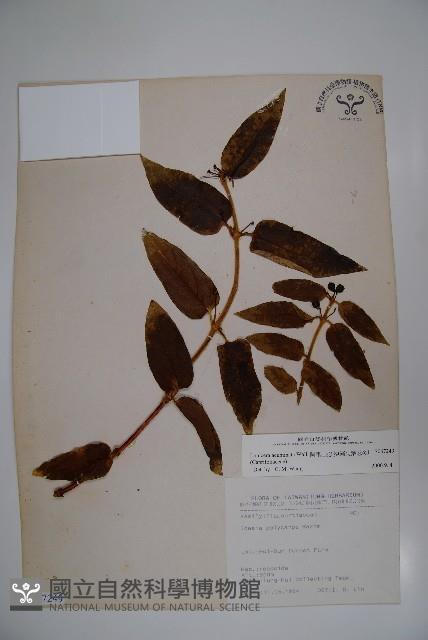 阿里山忍冬、漸尖葉忍冬藏品圖，第1張