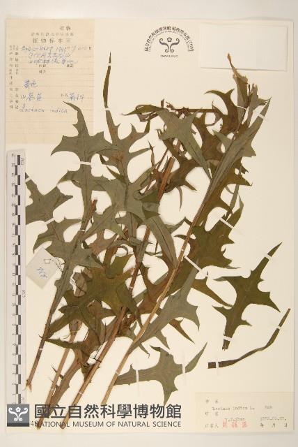 鵝仔草藏品圖，第1張