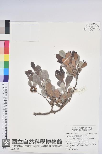 細葉饅頭果藏品圖，第1張