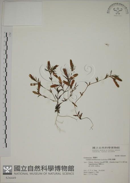 伊澤山龍膽藏品圖，第1張