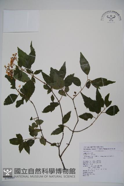 狹葉莢迷藏品圖，第1張