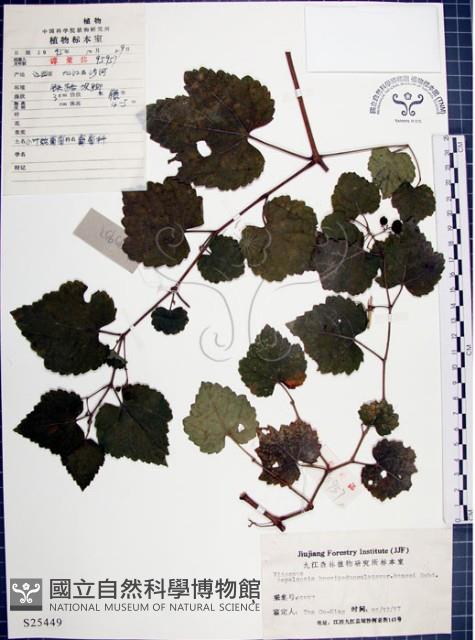 漢氏山葡萄藏品圖，第1張