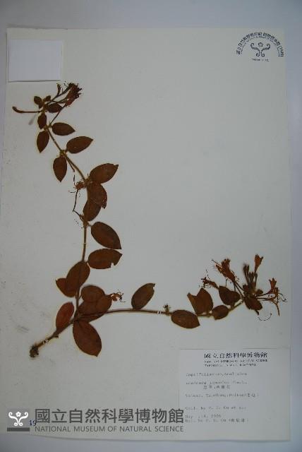 忍冬、金銀花藏品圖，第1張