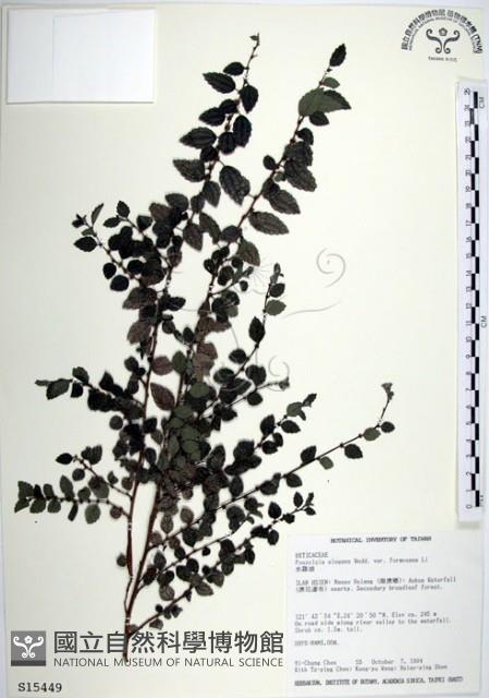 水雞油藏品圖，第1張