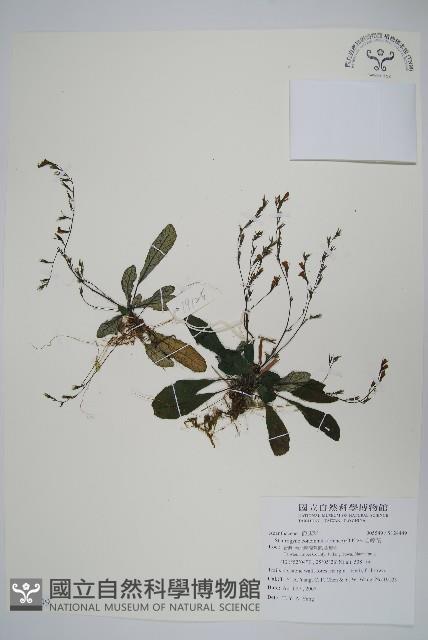 哈哼花藏品圖，第1張