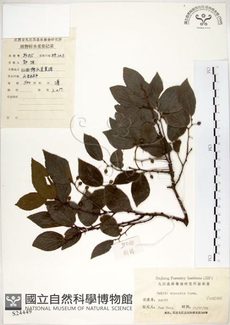 朴樹藏品圖，第1張