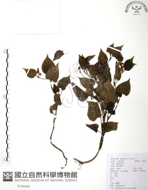 臭腥草、蕺菜藏品圖，第1張