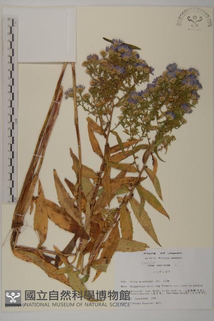 友禪花藏品圖，第1張