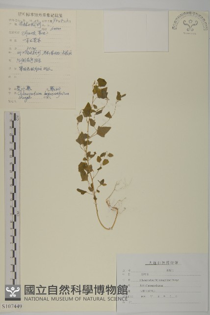菱葉藜藏品圖，第1張