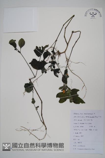 華九頭獅子草藏品圖，第1張