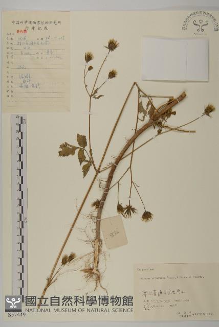 鬼針舅藏品圖，第1張