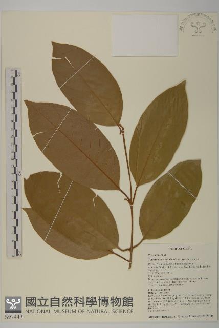 訶梨勒、訶子藏品圖，第1張
