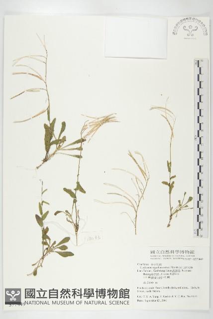 阿玉碎米薺藏品圖，第1張