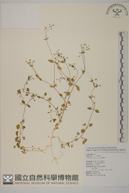 繁縷藏品圖，第1張