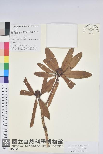 火紅杜鵑藏品圖，第1張