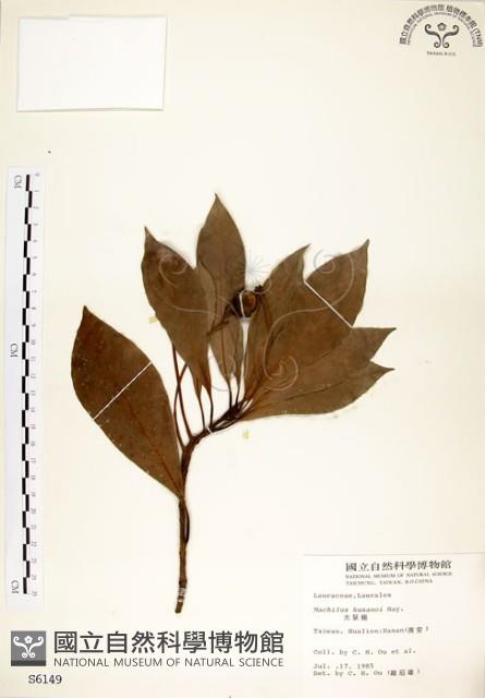 大葉楠藏品圖，第1張