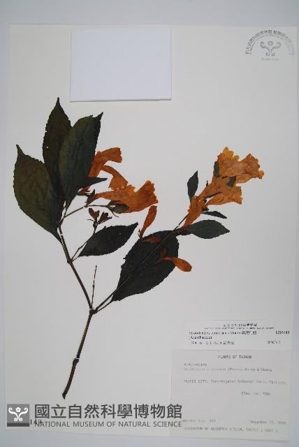 馬藍藏品圖，第1張