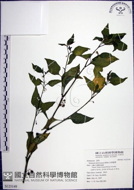 光果龍葵藏品圖，第1張