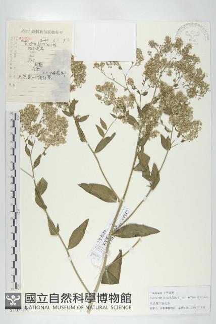 光果寬葉獨行菜藏品圖，第1張