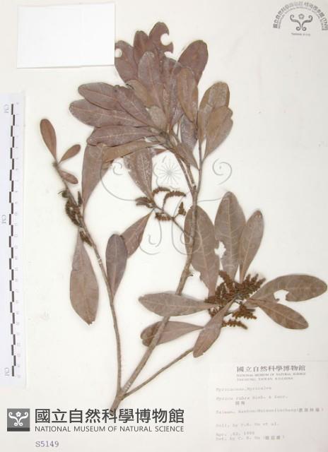 楊梅藏品圖，第1張