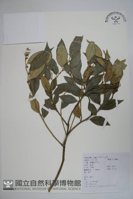 長葉野扇花藏品圖，第1張