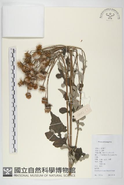 泥胡菜藏品圖，第1張