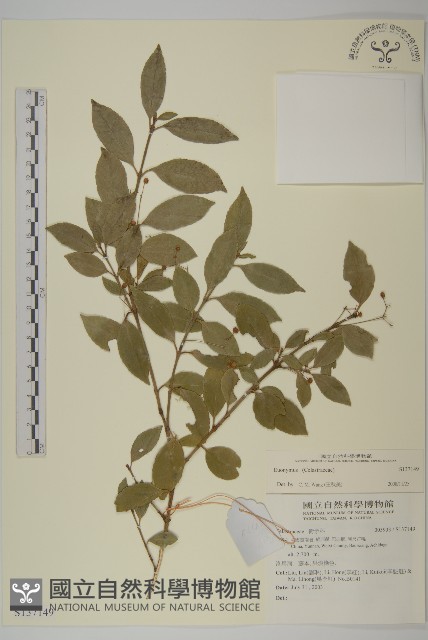 登錄號:S137149藏品圖，第1張