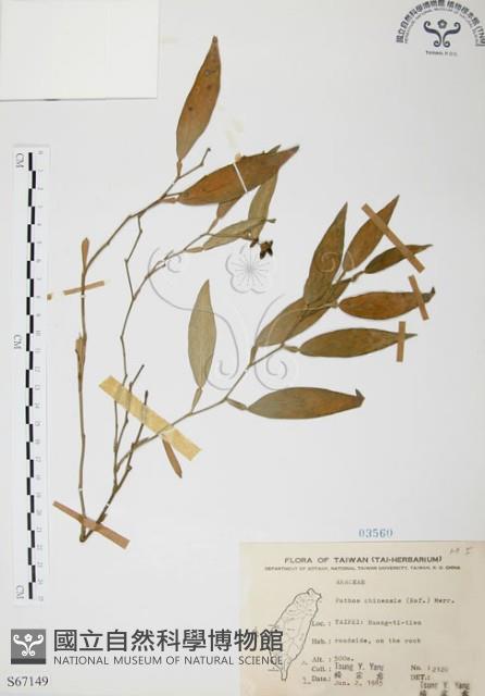 柚葉藤藏品圖，第1張