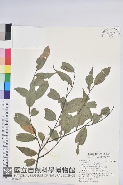 長尾栲、長尾柯、長尾尖葉櫧藏品圖，第1張