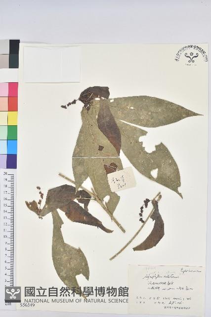 登錄號:S056349藏品圖，第1張