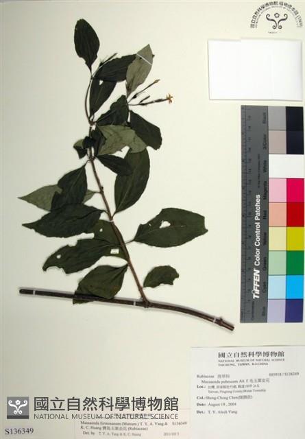 寶島玉葉金花藏品圖，第1張