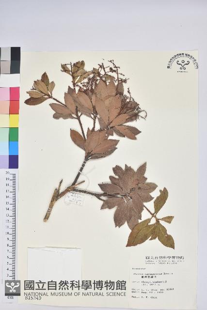 臺灣馬醉木藏品圖，第1張