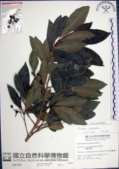 樹杞藏品圖，第1張