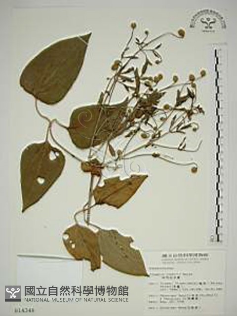 田代氏鐵線蓮藏品圖，第1張