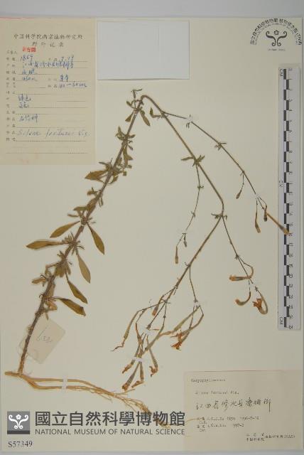 蠅子草藏品圖，第1張