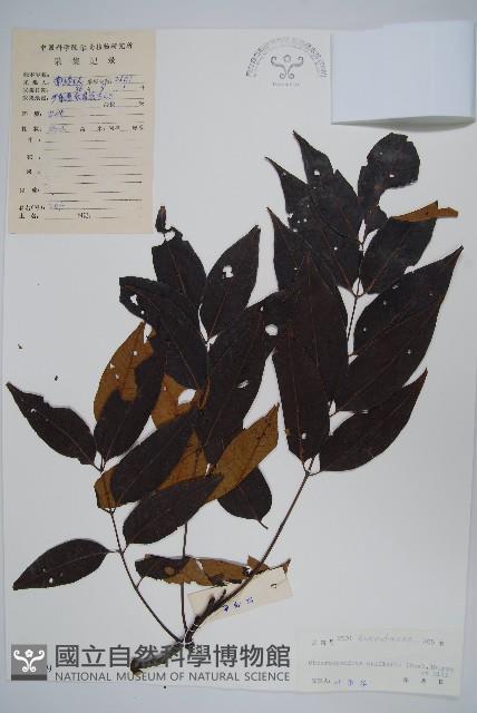 南酸棗藏品圖，第1張