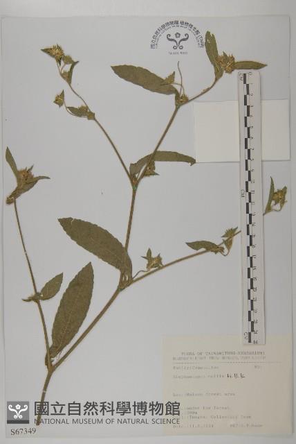 地膽草、毛蓮菜藏品圖，第1張