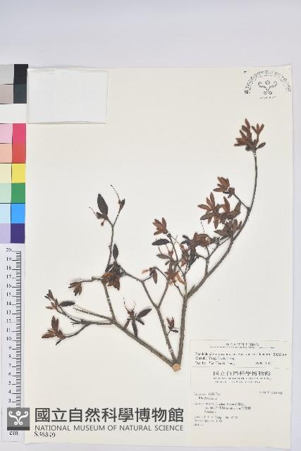 登錄號:S036849藏品圖，第1張