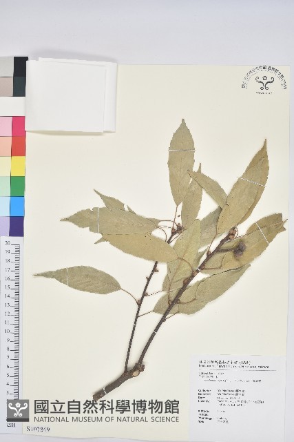 青剛櫟、鐵椆藏品圖，第1張