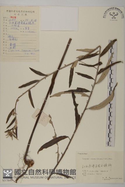 華薊藏品圖，第1張