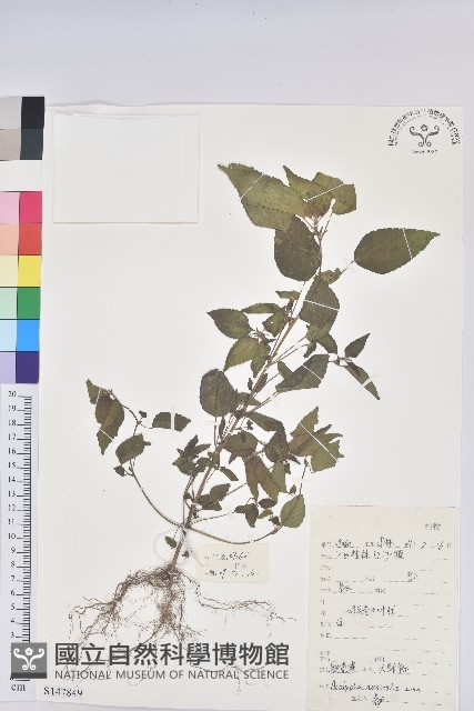 鐵莧菜藏品圖，第1張