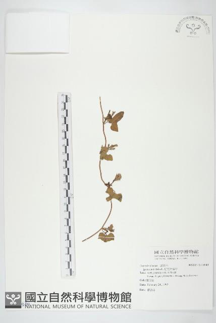 紅花野牽牛藏品圖，第1張