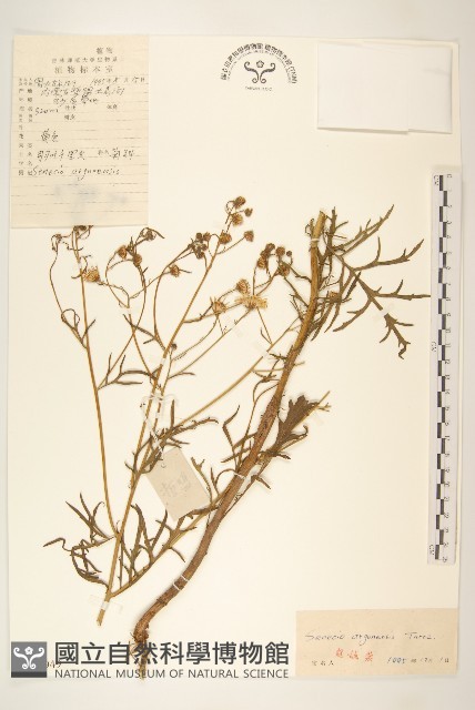 羽葉千里光藏品圖，第1張
