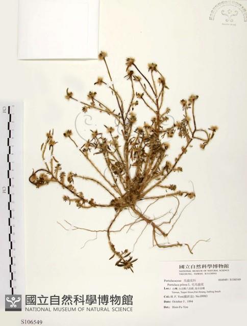 毛馬齒莧藏品圖，第1張