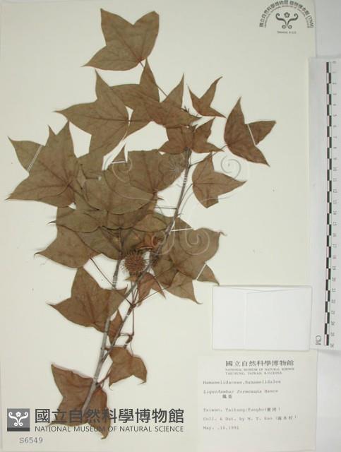 楓香、楓樹藏品圖，第1張