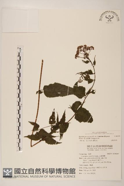 塔山澤蘭藏品圖，第1張