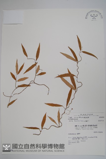 疏花鷗蔓藏品圖，第1張
